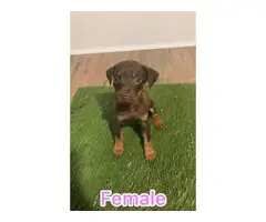 Two 8 weeks old Chocolate Chihuahua puppies for sale - 7