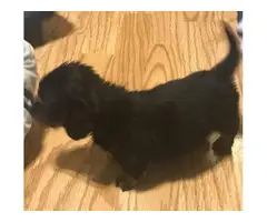 4 Black and Tan Dachshund puppies - 6