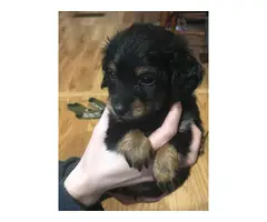 4 Black and Tan Dachshund puppies - 7