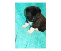 3 Akita puppies for sale - 2