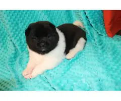 3 Akita puppies for sale - 3