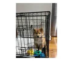 11 weeks old Shiba Inu puppy for sale - 6