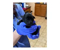 AKC registered black Labrador puppies - 2
