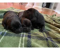 AKC registered black Labrador puppies - 3