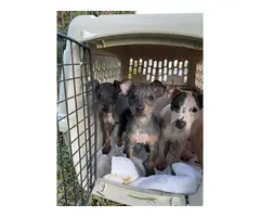 American Hairless Terrier puppies 1 female 2 males