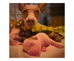 American Hairless Terrier puppies 1 female 2 males - 2