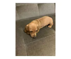 Miniature dachshund puppies - 5