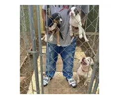 Black tri and white chocolate American bully pups for sale