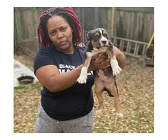 Black tri and white chocolate American bully pups for sale - 2