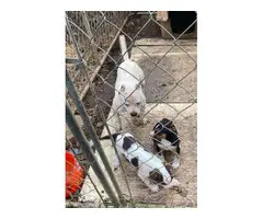 Black tri and white chocolate American bully pups for sale - 7