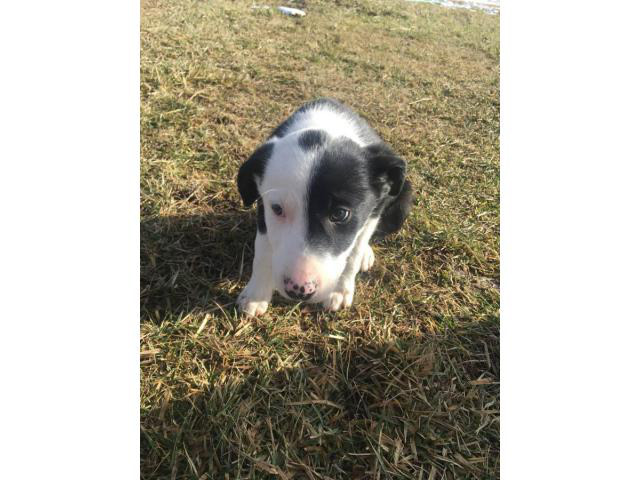 8 week old border collie puppies Missoula - Puppies for Sale Near Me