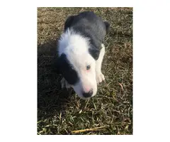 8 week old border collie puppies - 3