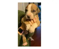3 male and 1 female Great Dane puppies - 4