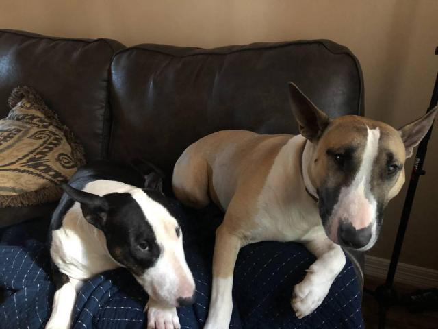 English Bull Terrier in Richmond, Virginia Puppies for