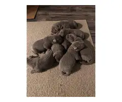 5 AKC Silver Lab puppies for Sale