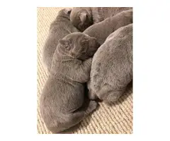 5 AKC Silver Lab puppies for Sale - 2