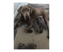 5 AKC Silver Lab puppies for Sale - 4