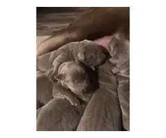 5 AKC Silver Lab puppies for Sale - 5
