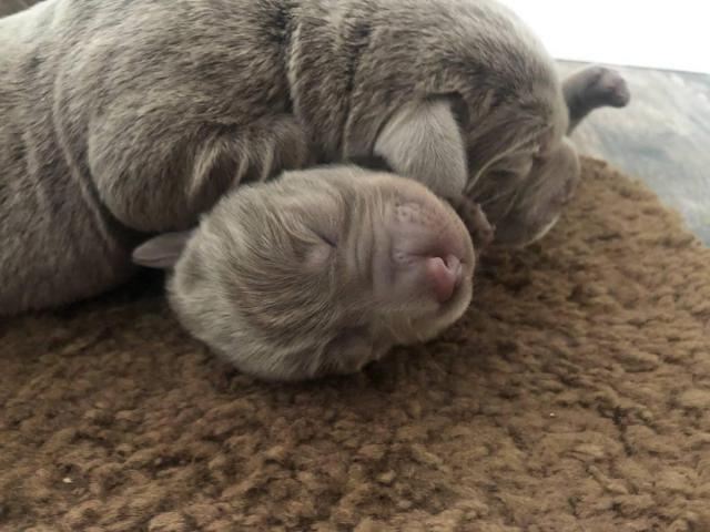 5 AKC Silver Lab puppies for Sale in Willmar, Minnesota - Puppies for Sale Near Me