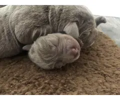 5 AKC Silver Lab puppies for Sale - 6