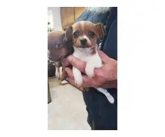 2 boy Dachshund Chihuahua puppies - 2