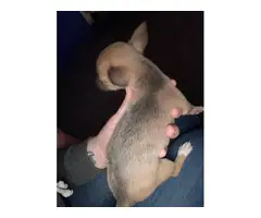 Purebred Chihuahua Puppies - 4