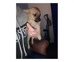 Purebred Chihuahua Puppies - 7