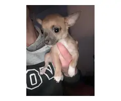 Purebred Chihuahua Puppies - 9