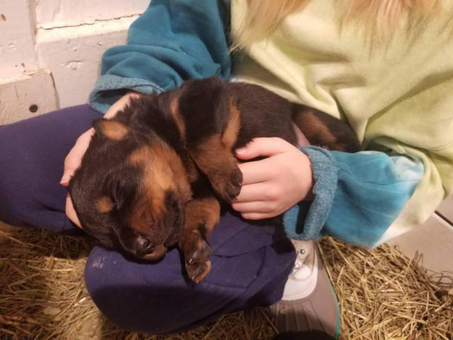 Rottweiler puppies in Granger, Iowa - Puppies for Sale Near Me