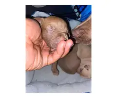 Red nose Pitbull puppies for Adoption - 3