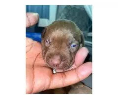 Red nose Pitbull puppies for Adoption - 4