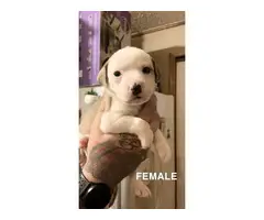 American Staffy Pit Puppies