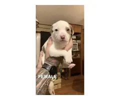 American Staffy Pit Puppies