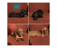 9 weeks old Miniature Dachshund Puppies for sale - 1