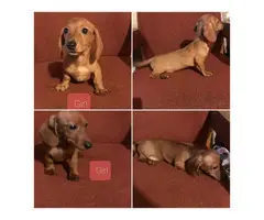9 weeks old Miniature Dachshund Puppies for sale - 2