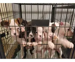 5 purebred boxer puppies
