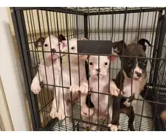5 purebred boxer puppies - 2