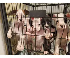 5 purebred boxer puppies - 3