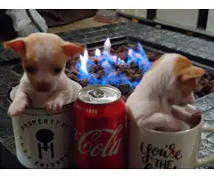 6 weeks old super small and very sweet Chihuahua puppies - 2
