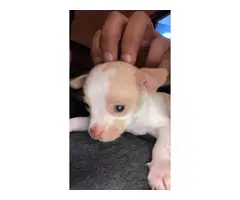 6 weeks old super small and very sweet Chihuahua puppies - 4