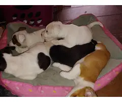 5 Jack Chi Puppies needing good home - 2