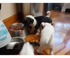 5 Jack Chi Puppies needing good home - 3