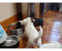 5 Jack Chi Puppies needing good home - 6