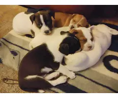 5 Jack Chi Puppies needing good home - 8