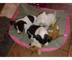 5 Jack Chi Puppies needing good home - 9