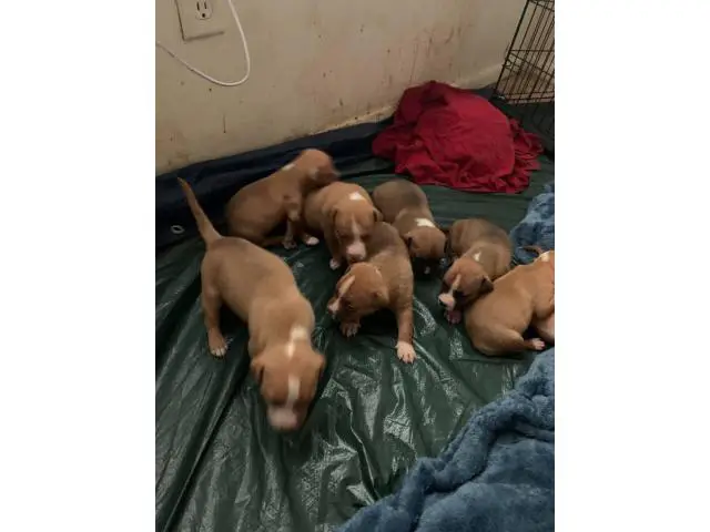 Six bullboxer puppies available - 1/2