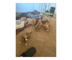 Six bullboxer puppies available - 2