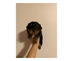 Teacup yorkie puppy for sale - 2