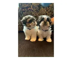 2 males Shihtzu puppies for sale