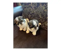 2 males Shihtzu puppies for sale - 2
